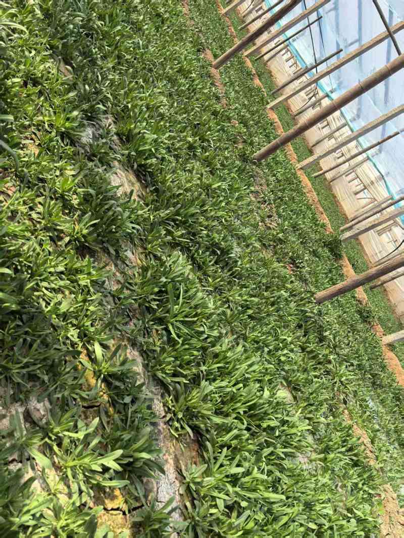 面条菜【野菜特菜】具体价格随行就市，可发往全国市场！