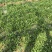 面条菜【野菜特菜】具体价格随行就市，可发往全国市场！