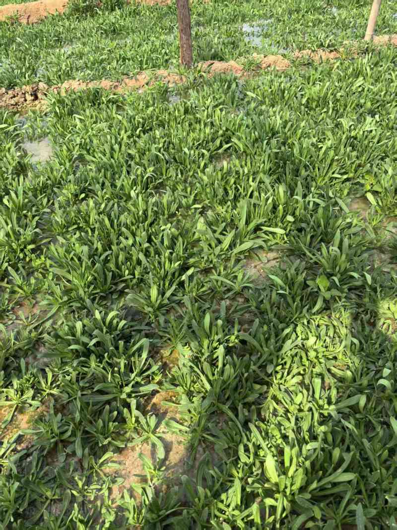 面条菜【野菜特菜】具体价格随行就市，可发往全国市场！