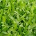 面条菜【野菜特菜】具体价格随行就市，可发往全国市场！