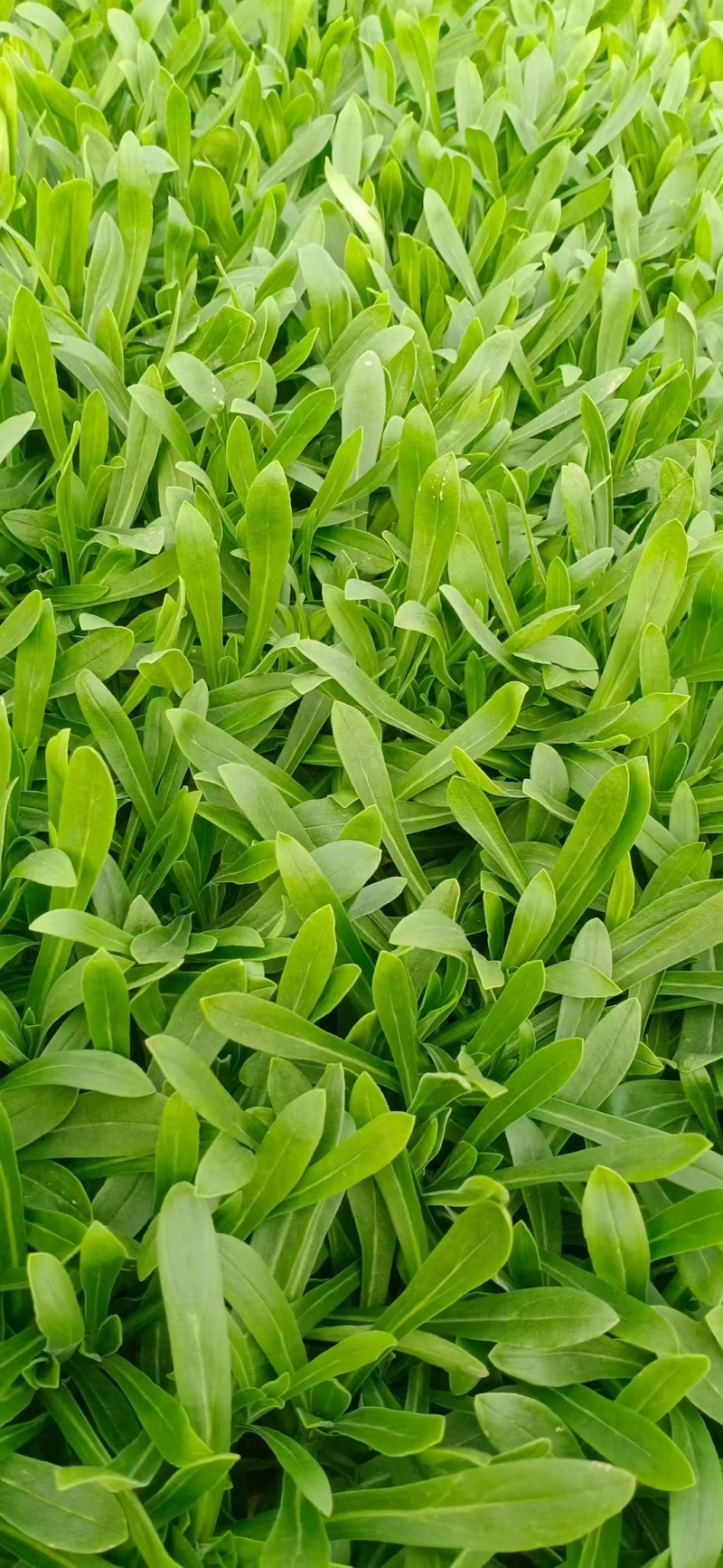 面条菜【野菜特菜】具体价格随行就市，可发往全国市场！