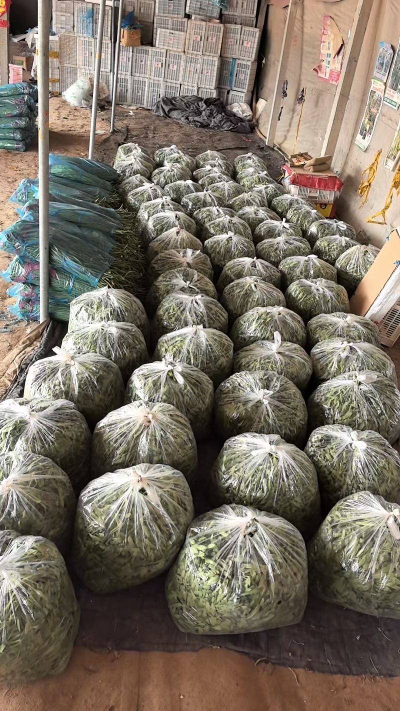 面条菜【野菜特菜】具体价格随行就市，可发往全国市场！