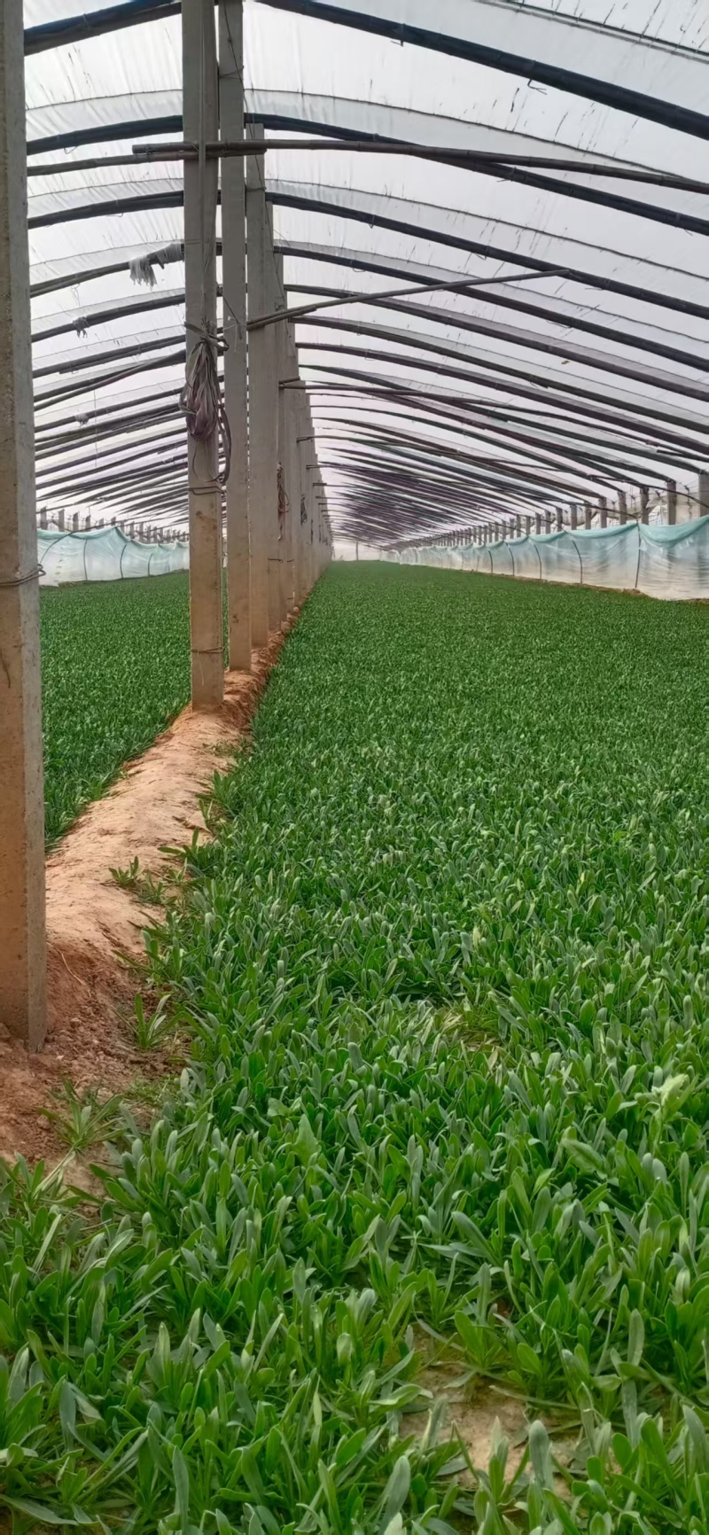 面条菜【野菜特菜】具体价格随行就市，可发往全国市场！