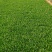 面条菜【野菜特菜】具体价格随行就市，可发往全国市场！