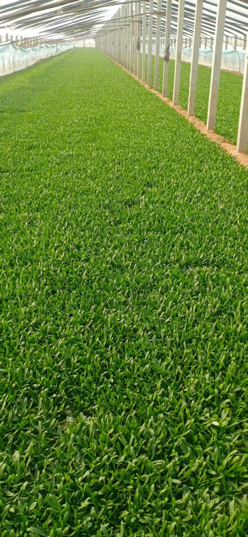 面条菜【野菜特菜】具体价格随行就市，可发往全国市场！