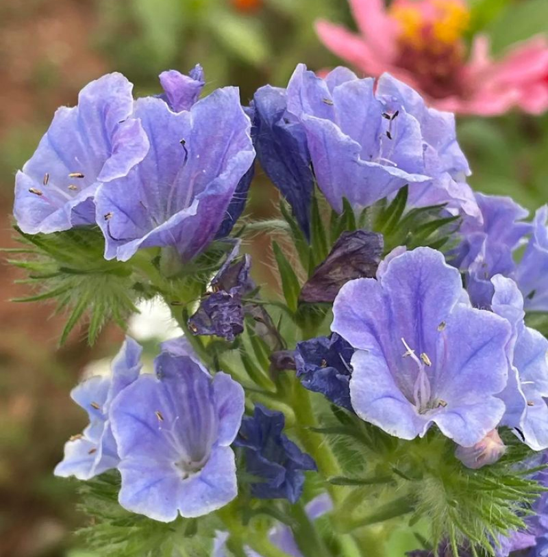 批发蓝蓟种子花卉种籽蓝鲫花种子观花景观植物花卉种子