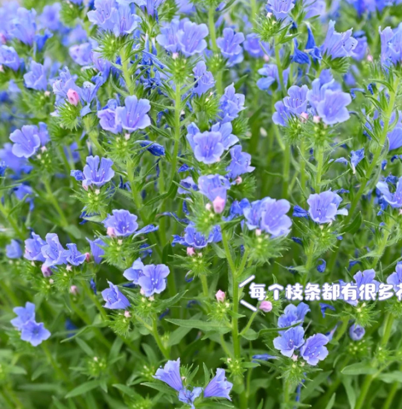 批发蓝蓟种子花卉种籽蓝鲫花种子观花景观植物花卉种子