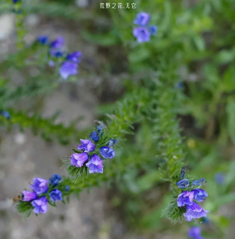批发蓝蓟种子花卉种籽蓝鲫花种子观花景观植物花卉种子