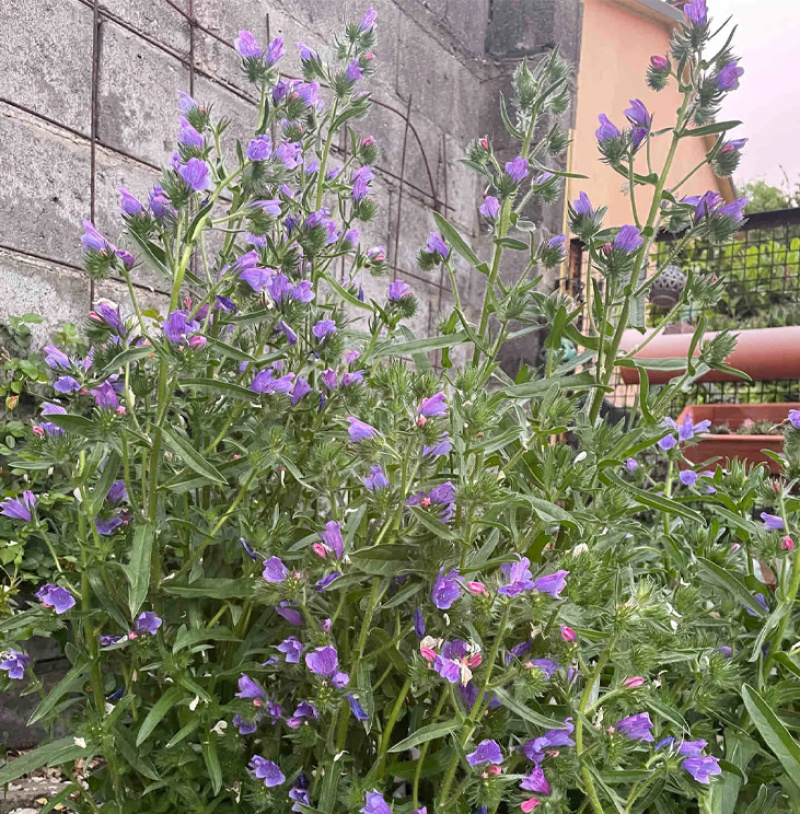 批发蓝蓟种子花卉种籽蓝鲫花种子观花景观植物花卉种子