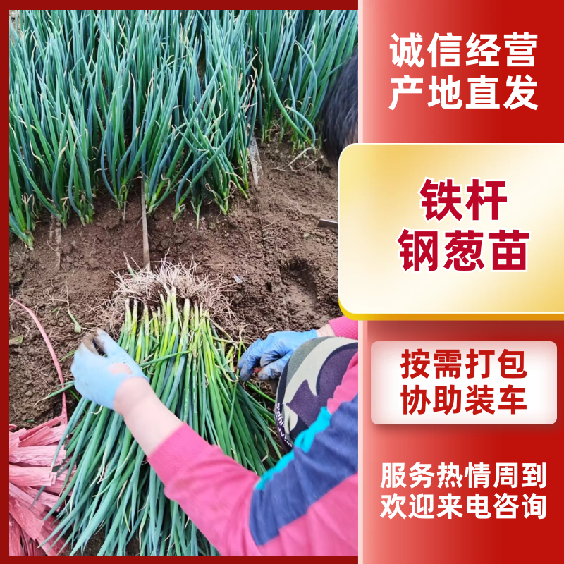 春季栽种铁杆大葱苗钢葱苗香葱苗保成活包管理可技术指导