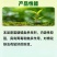 山东赛邦克70%吡虫啉农用棉花田快速除蚜虫农药杀虫剂批发