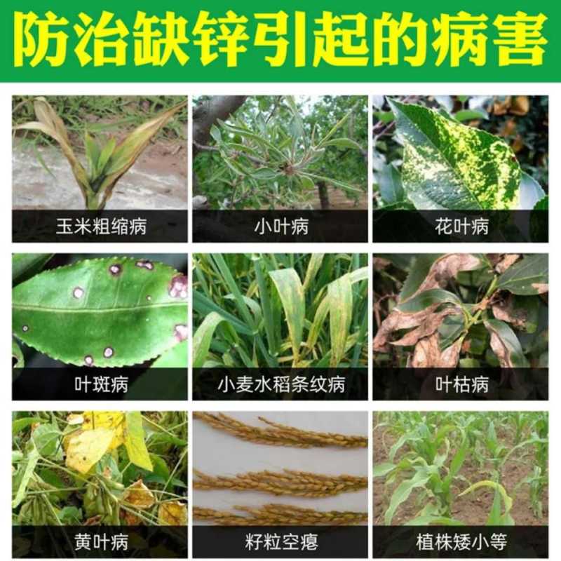 锌肥智能锌叶面肥快速补锌元素小叶黄叶僵苗丛叶缩苗