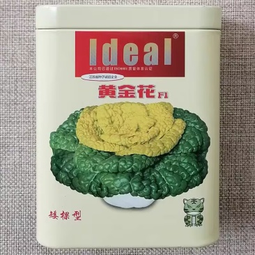 黄金花矮棵型半包心黄心乌塌菜种子耐寒
