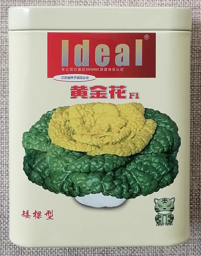 黄金花矮棵型半包心黄心乌塌菜种子耐寒