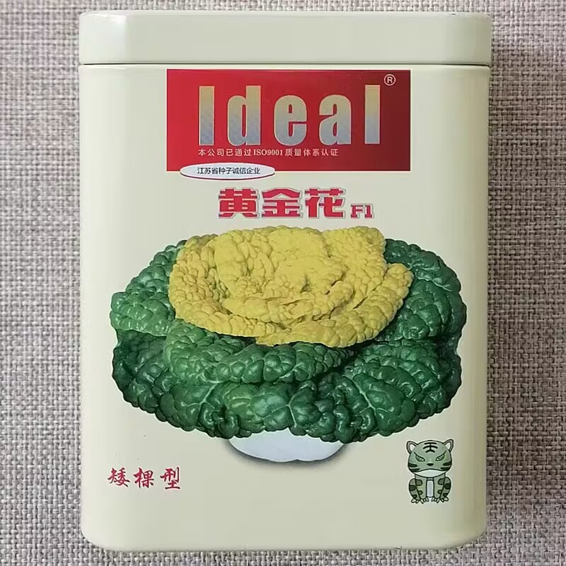 黄金花矮棵型半包心黄心乌塌菜种子耐寒