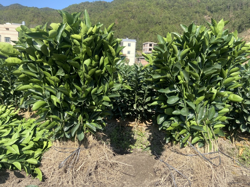 正宗江西赣南脐橙苗产地直发成活率高提供技术指导大量现货