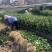 正宗江西赣南脐橙苗产地直发成活率高提供技术指导大量现货