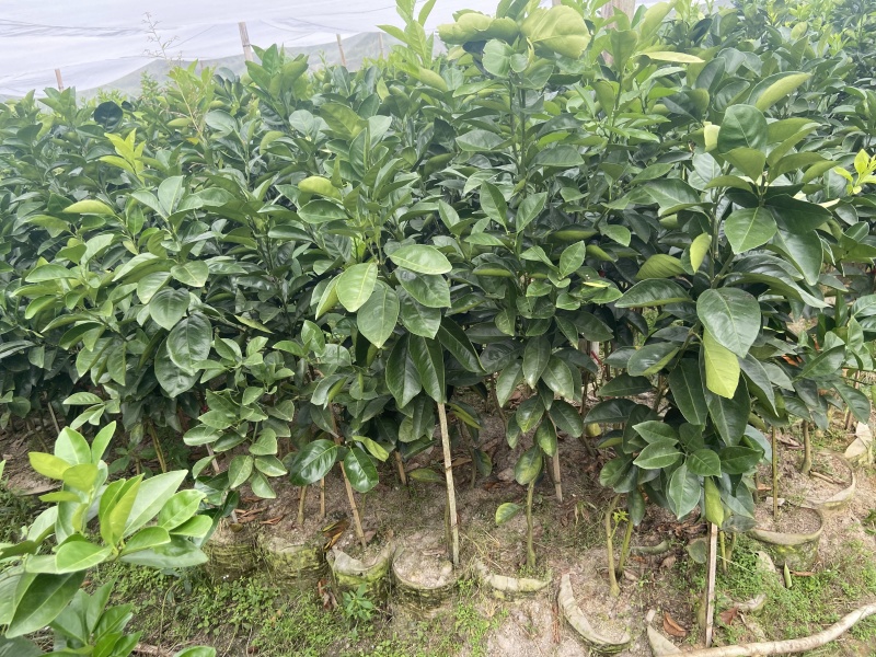 赣南红肉脐橙卡拉血橙苗产地直发大量现货欢迎咨询下单