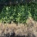 赣南红肉脐橙卡拉血橙苗产地直发大量现货欢迎咨询下单