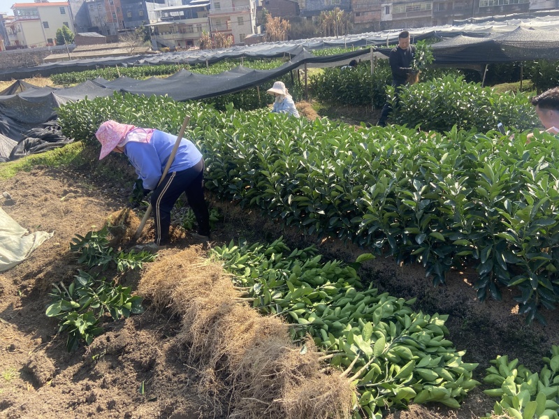 赣南红肉脐橙卡拉血橙苗产地直发大量现货欢迎咨询下单