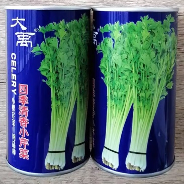 四季清香小芹菜种子速生密植抽苔晚耐寒实心小香芹种子