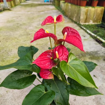 基地直供优质红掌