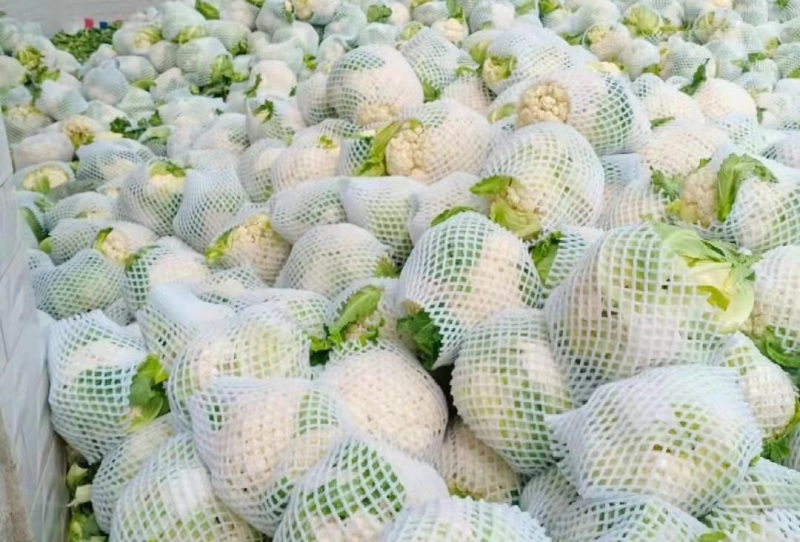 菜花白面青梗松花菜量大质优价格优惠一手货源欢迎采购