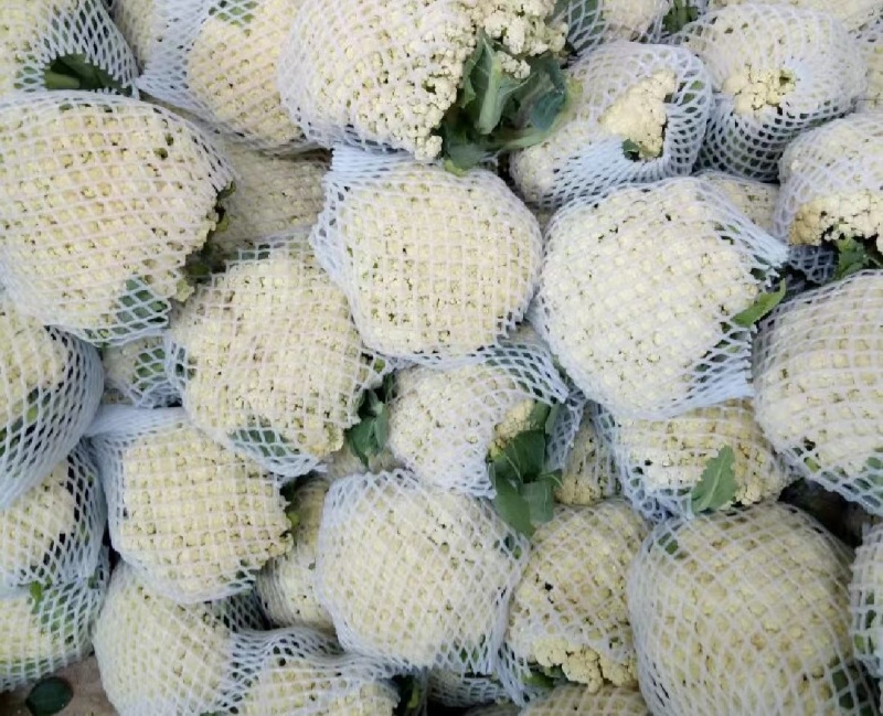 菜花白面青梗松花菜量大质优价格优惠一手货源欢迎采购