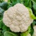 菜花白面青梗松花菜量大质优价格优惠一手货源欢迎采购