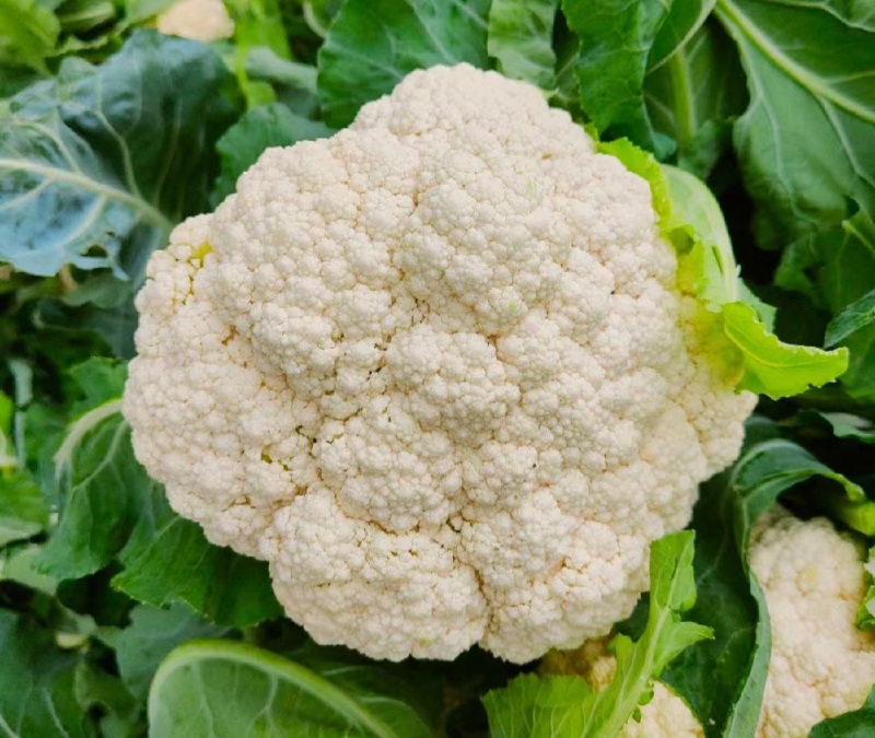 菜花白面青梗松花菜量大质优价格优惠一手货源欢迎采购
