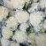菜花白面青梗松花菜量大质优价格优惠一手货源欢迎采购