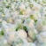 菜花白面青梗松花菜量大质优价格优惠一手货源欢迎采购
