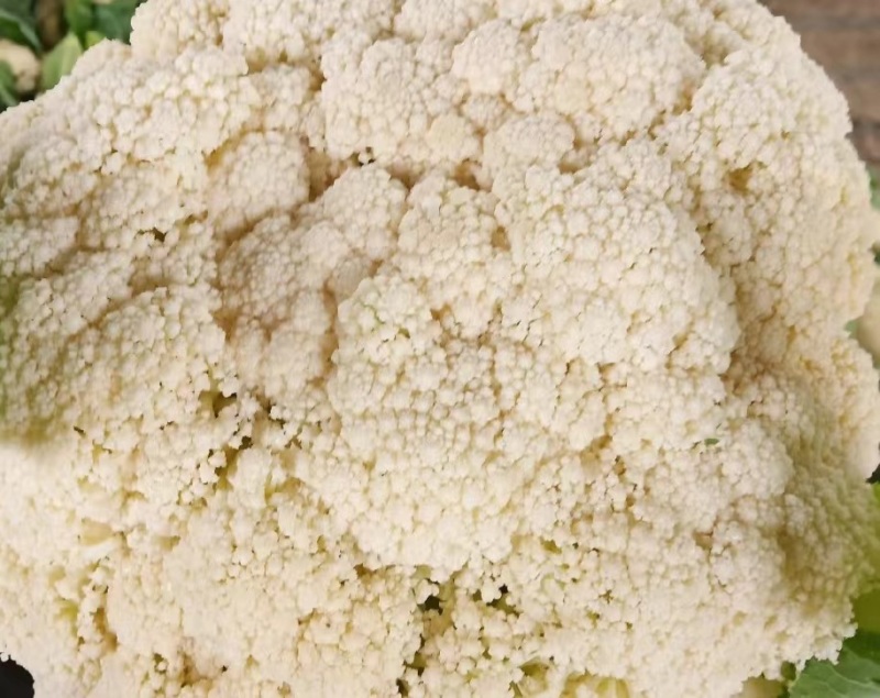 菜花白面青梗松花菜量大质优价格优惠一手货源欢迎采购