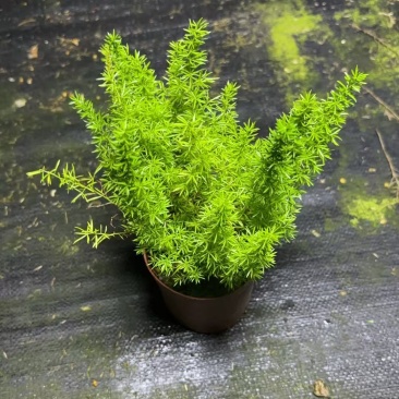 绿化工程狐尾天门冬绿植盆栽