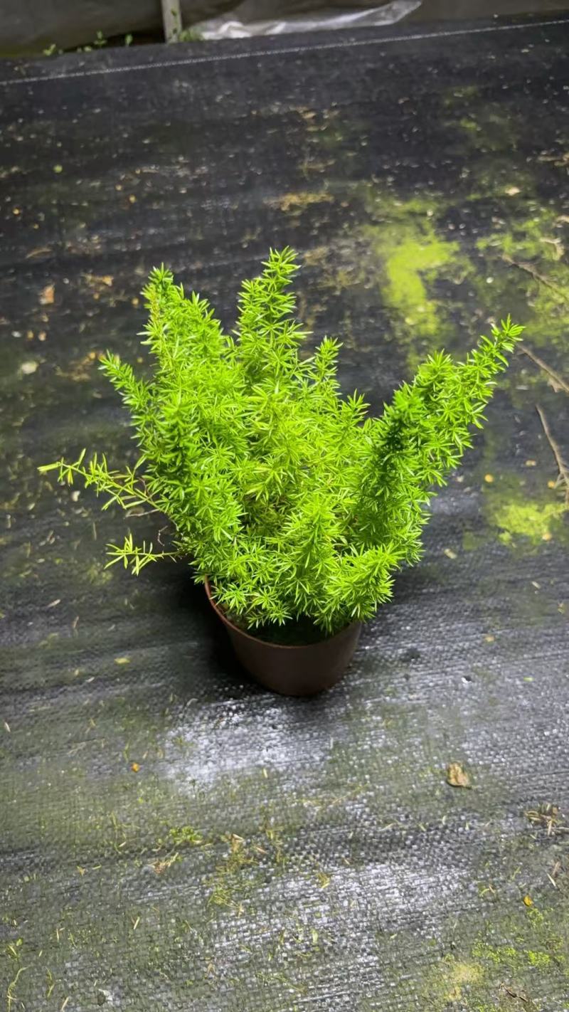 绿化工程狐尾天门冬绿植盆栽