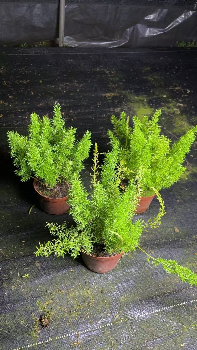 绿化工程狐尾天门冬绿植盆栽