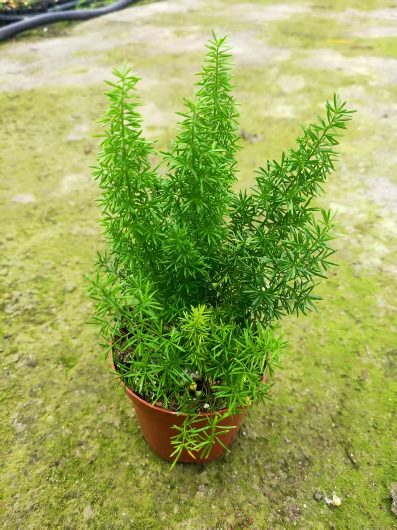 绿化工程狐尾天门冬绿植盆栽