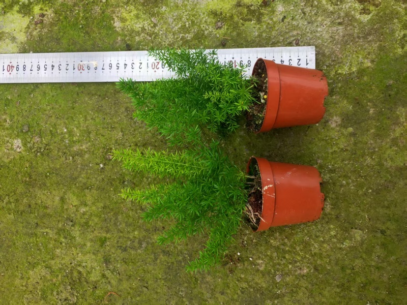 绿化工程狐尾天门冬绿植盆栽
