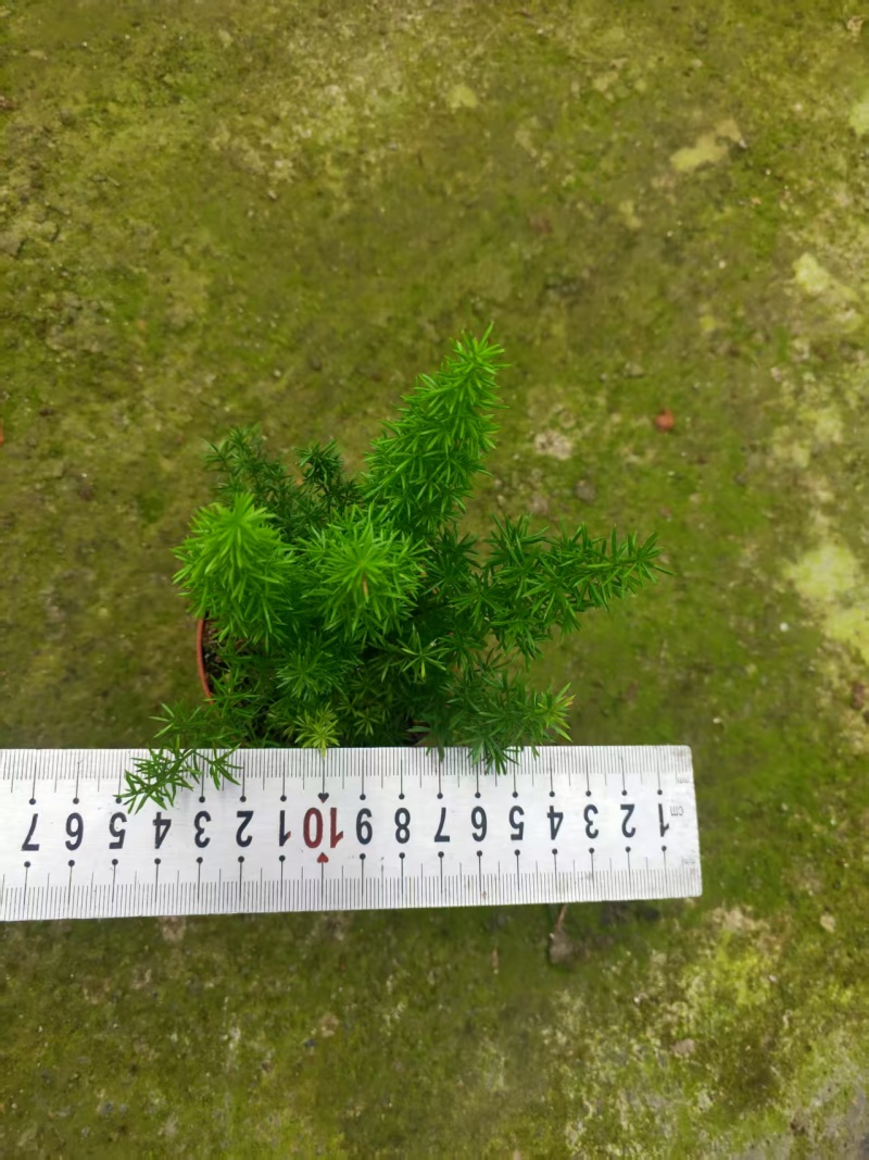 绿化工程狐尾天门冬绿植盆栽