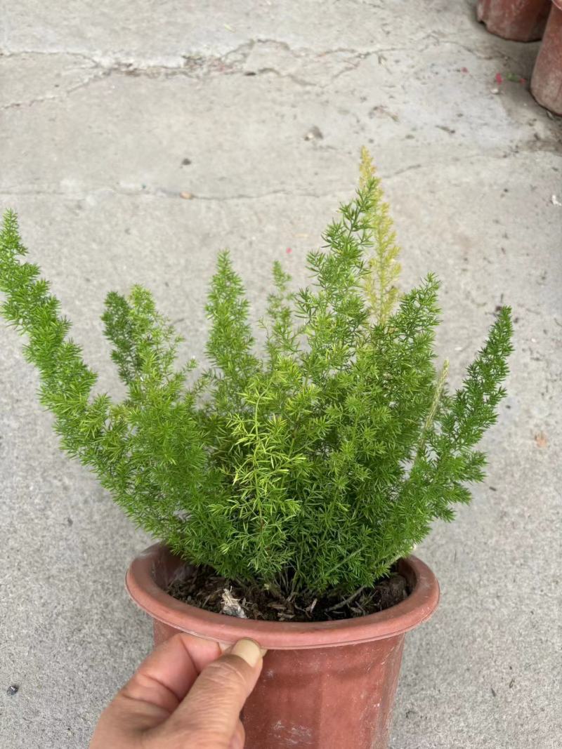 绿化工程狐尾天门冬绿植盆栽