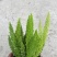 绿化工程狐尾天门冬绿植盆栽