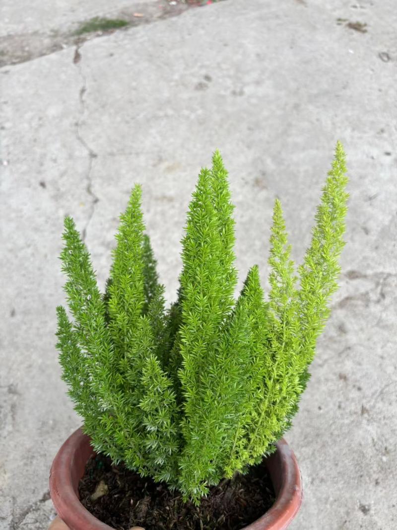 绿化工程狐尾天门冬绿植盆栽