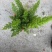 绿化工程狐尾天门冬绿植盆栽