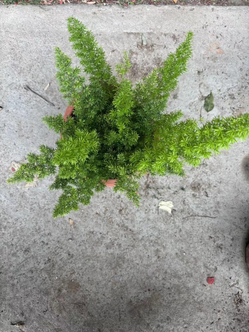 绿化工程狐尾天门冬绿植盆栽
