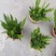 绿化工程狐尾天门冬绿植盆栽