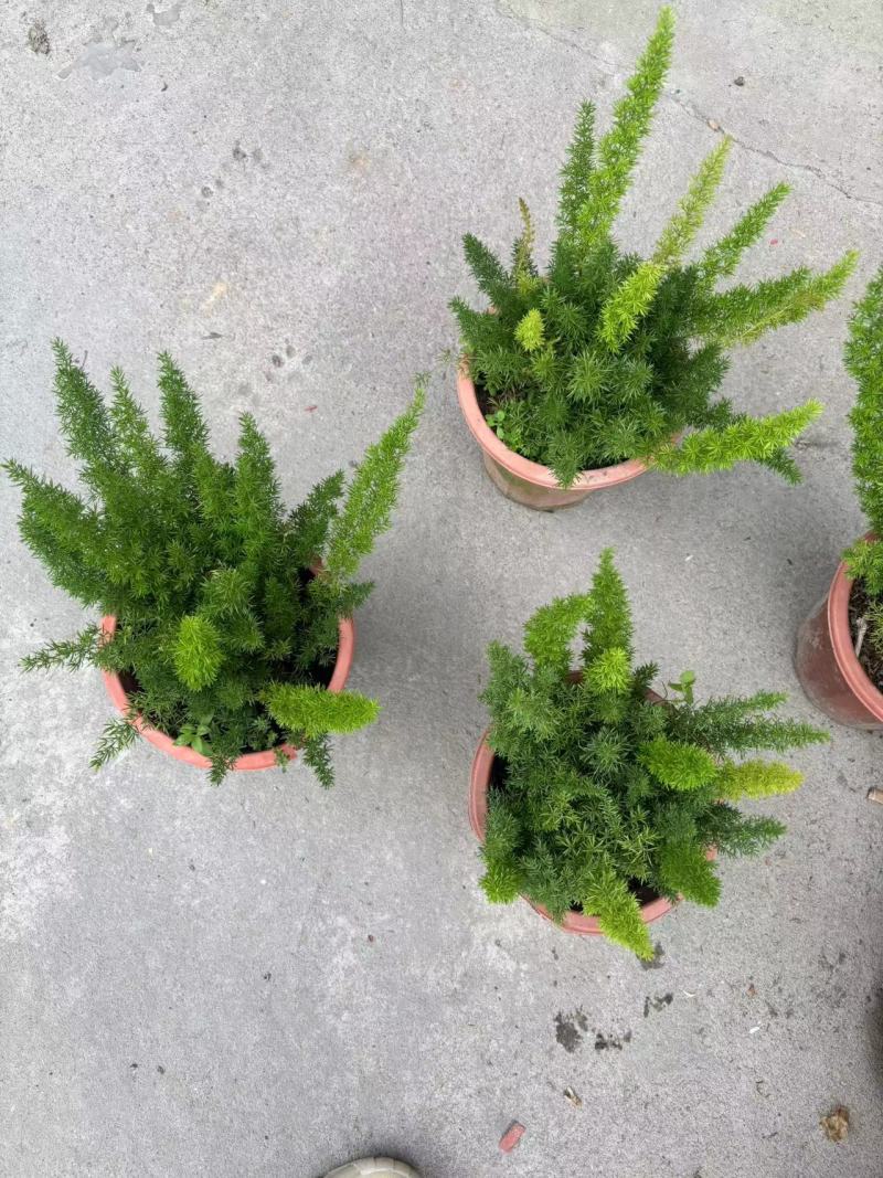 绿化工程狐尾天门冬绿植盆栽