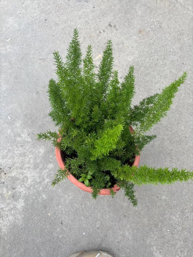 绿化工程狐尾天门冬绿植盆栽