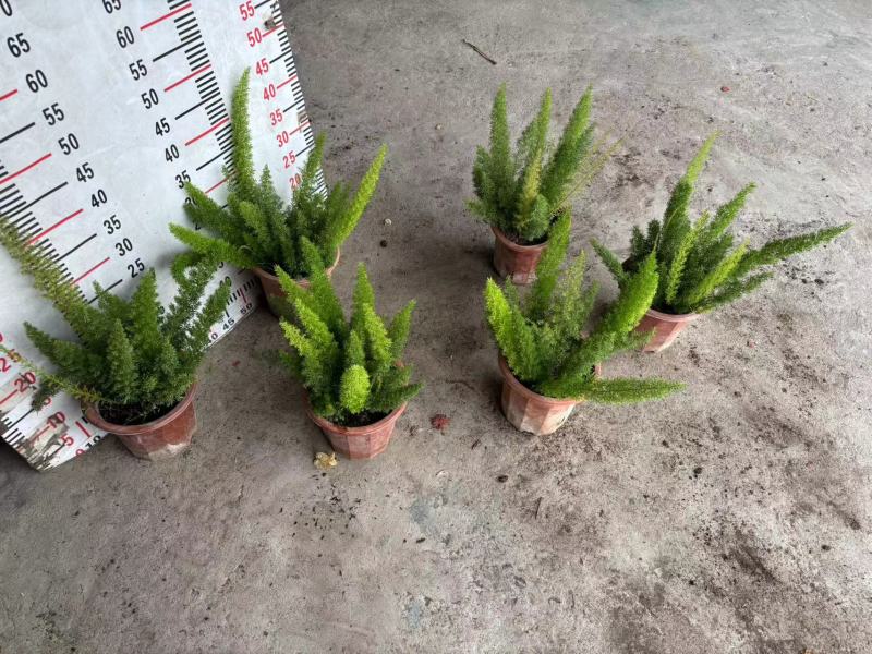 绿化工程狐尾天门冬绿植盆栽