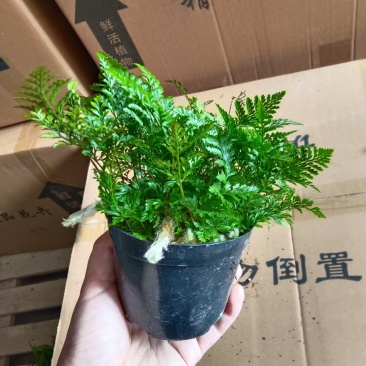 狼尾蕨