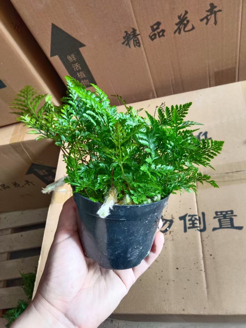 狼尾蕨